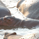 Illustration for article titled Out of Africa. Hungry Hungry Hippos.